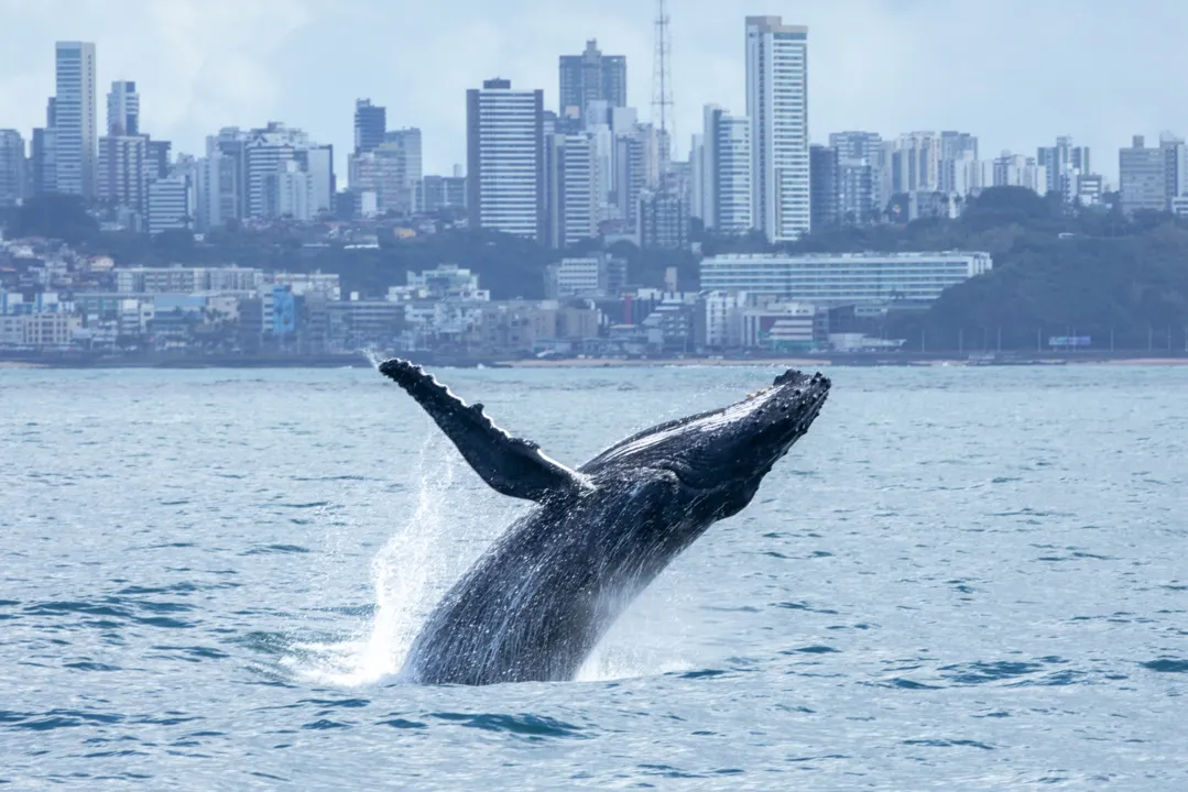 Turismo de observação de baleia gera receitas para as comunidades costeiras