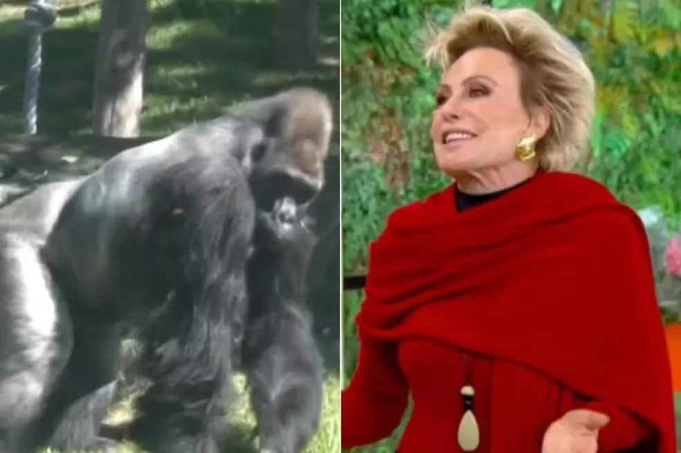 Imagem ilustrativa da imagem Ana Maria fica chocada ao descobrir tamanho de pênis de gorila: "Só?"