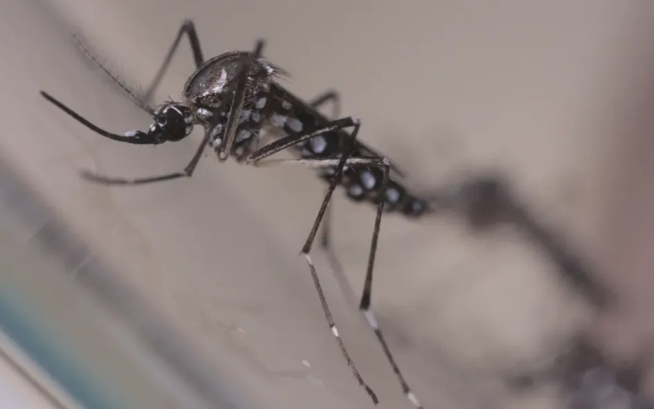 Mosquito Aedes aegypti, transmissor dos vírus da dengue, Zika e chikungunya