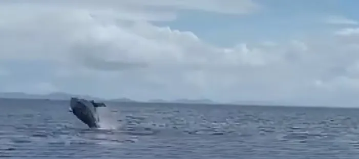 Temporadas das baleias costumam acontecer em junho