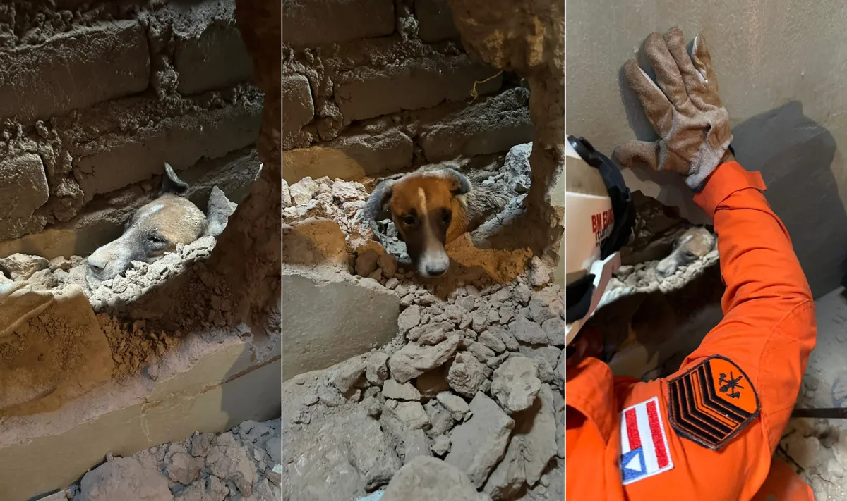 Imagem ilustrativa da imagem Bombeiros quebram parede e resgatam cachorro preso entre duas casas