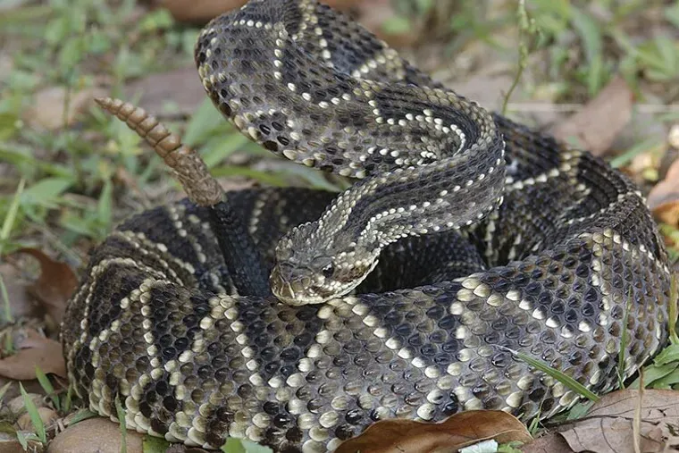 Crotalus durissus, tipo de cascavel encontrado no Brasil e na América do Sul