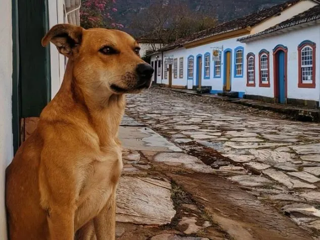 Cachorro caramelo é quase um patrimônio nacional