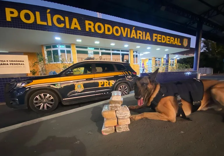 Imagem ilustrativa da imagem Cão farejador encontra carga com 4,5 kg de maconha em ônibus; Vídeo