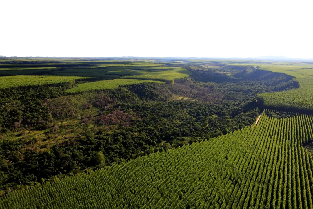 As árvores removem e estocam carbono, evitando emissões