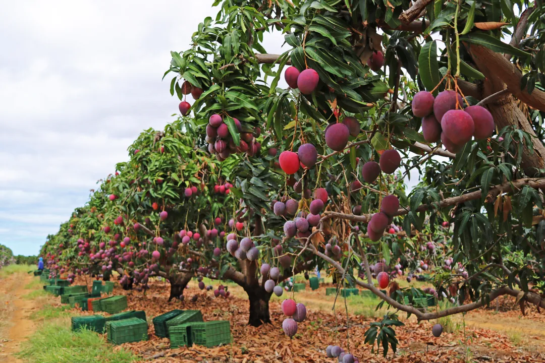A manga é um dos grandes destaques da fruticultura na Bahia, que responde por 42,93% da produção nacional