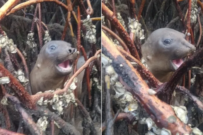 O animal foi visto pela primeira vez na terça-feira, 11, após entrar em um braço do rio. Na quarta-feira, 12, o mesmo animal foi avistado no Rio Sirinhaém, localizado na mesma região