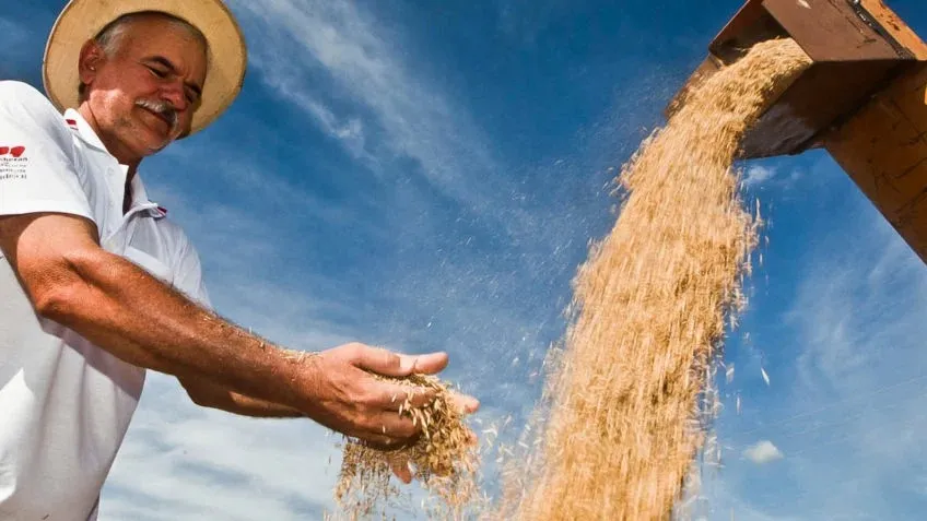 Rio Grande do Sul e Santa Catarina são os maiores produtores de arroz do Brasil