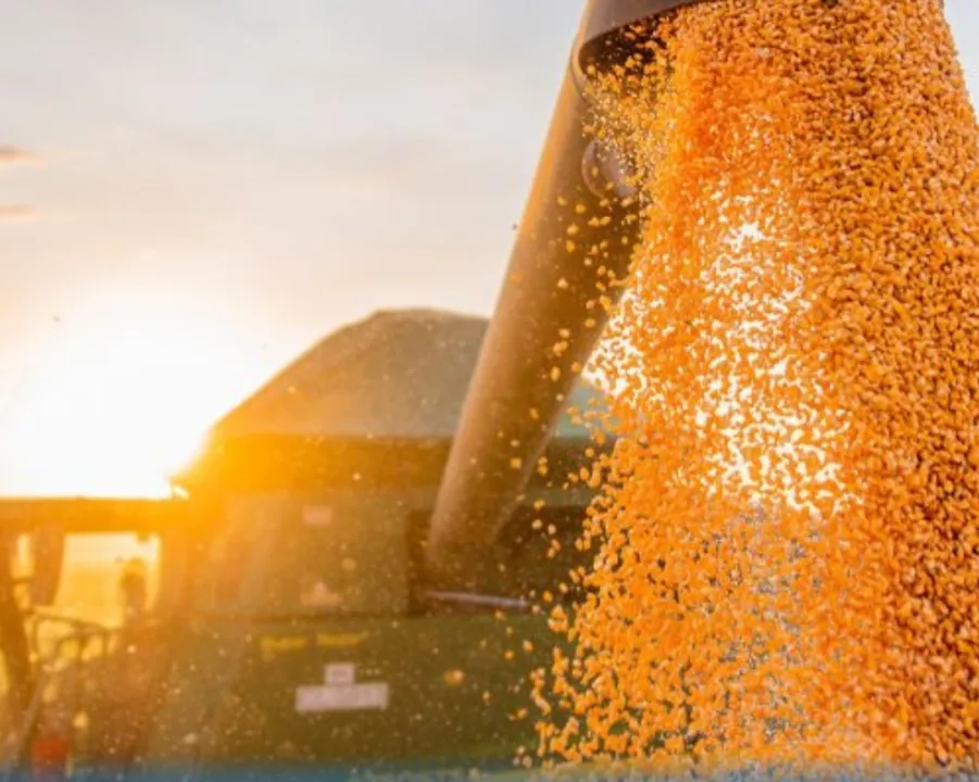 A produção baiana do milho 1ª safra em 2024 deverá ser de 1.551.090 toneladas