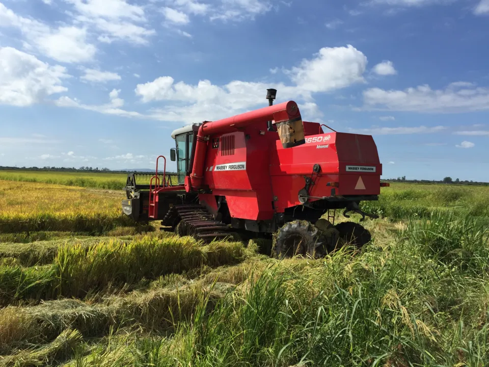 Imagem ilustrativa da imagem Justiça suspende leilão para compra de arroz importado