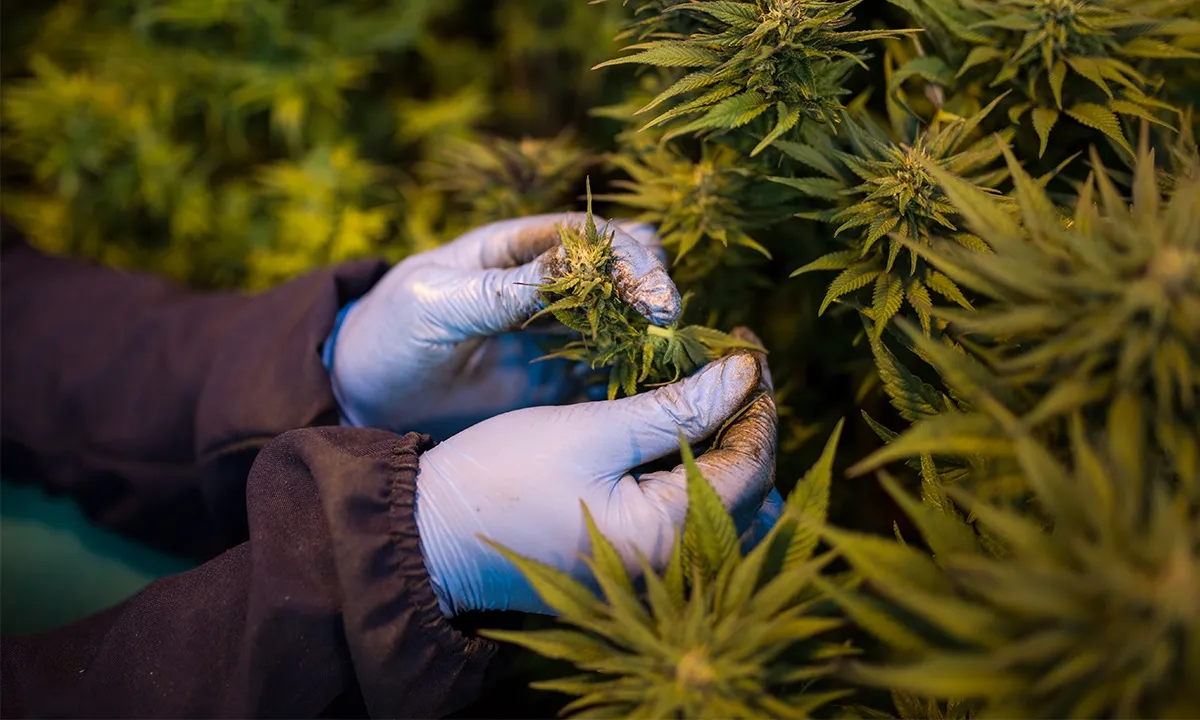 Imagem ilustrativa da imagem Legalização de planta ameaça saúde pública