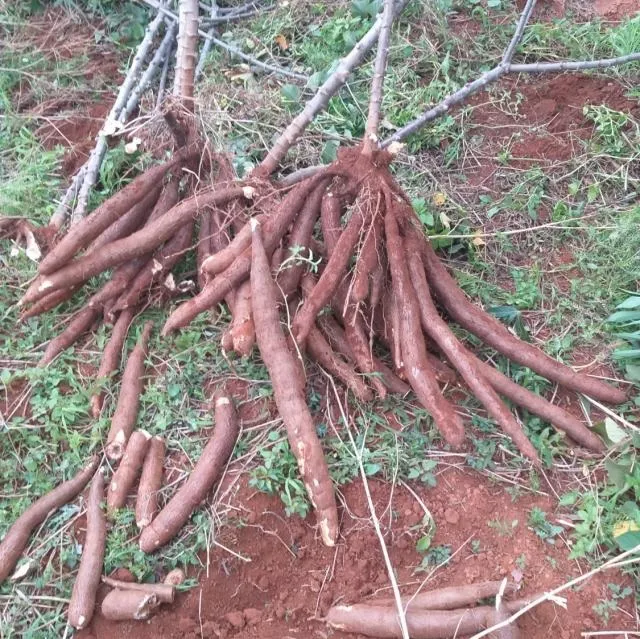 Graças às pesquisas, hoje há variedades de mandioca mais adaptadas ao cultivo na região semiárida da Bahia