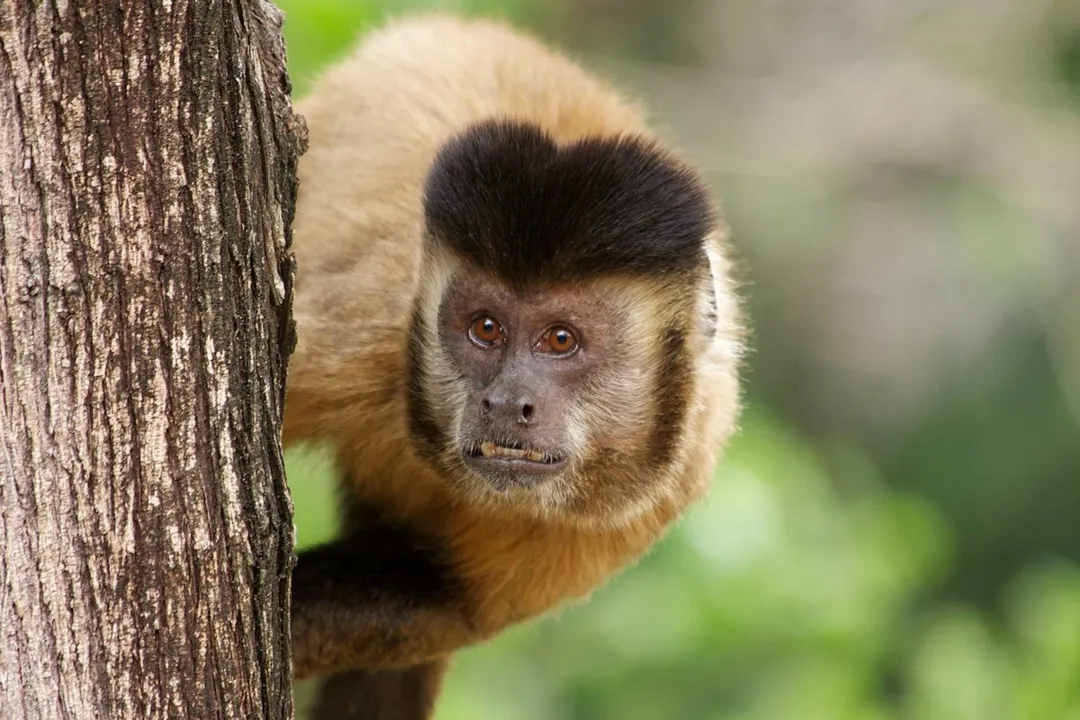 Investigados pela comercialização do primata poderão responder por crimes