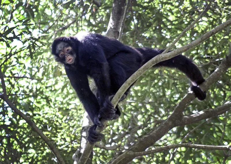 Imagem ilustrativa da imagem Macacos caem mortos das árvores devido a onda de calor