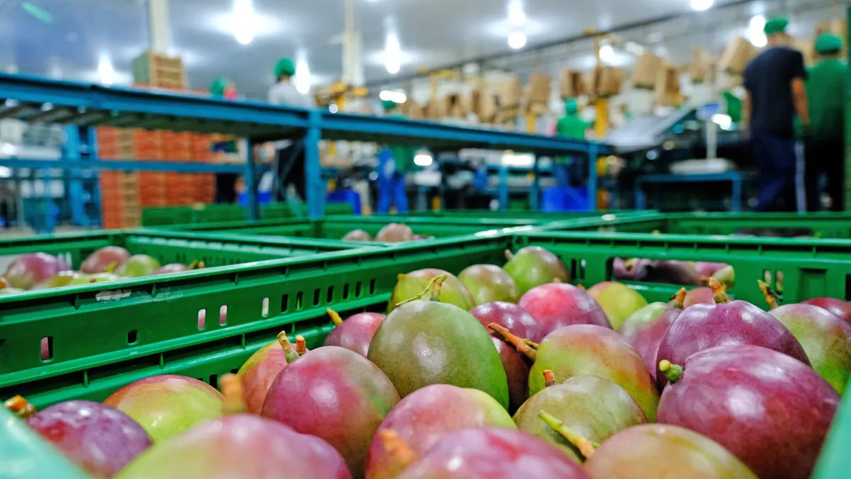 A manga lidera o ranking das frutas mais exportadas pelo estado da Bahia
