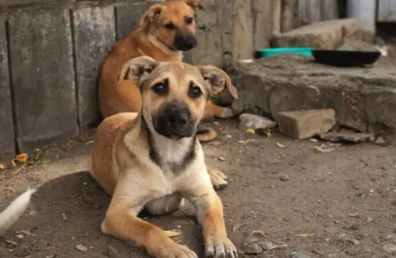 Imagem ilustrativa da imagem Milhares de pessoas protestam contra plano de abate de cães de rua