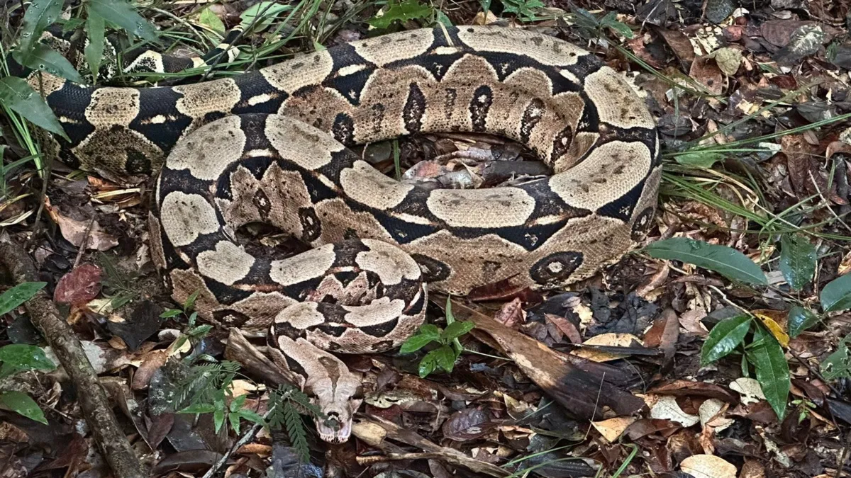 Imagem ilustrativa da imagem Nova lar: 40 animais silvestres são soltos em reserva na Bahia