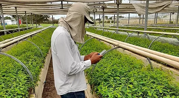 Temperatura e umidade  são monitoradas em tempo real  em viveiro de mudas da empresa Veracel