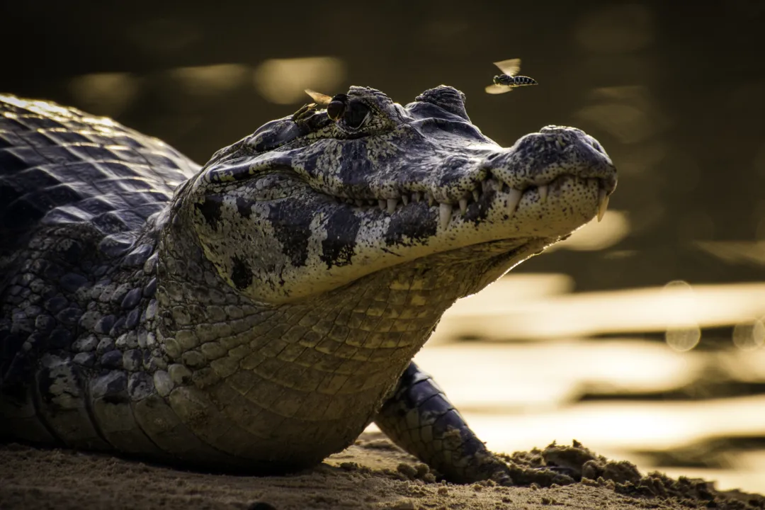 Imagem ilustrativa da imagem Pantanal em desespero