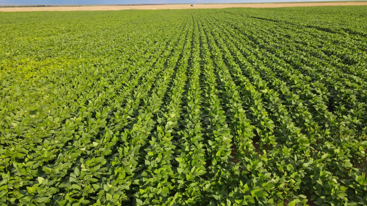 Imagem ilustrativa da imagem Plano na Bahia visa reduzir emissão de carbono na agropecuária