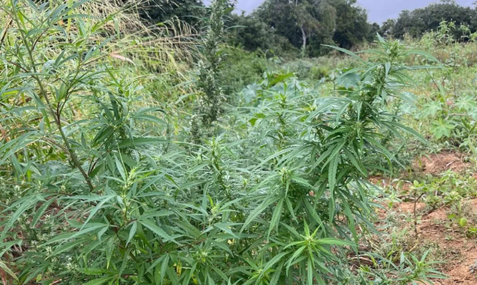 Imagem ilustrativa da imagem Plantação de mais de 8 mil pés de maconha é encontrada na Bahia