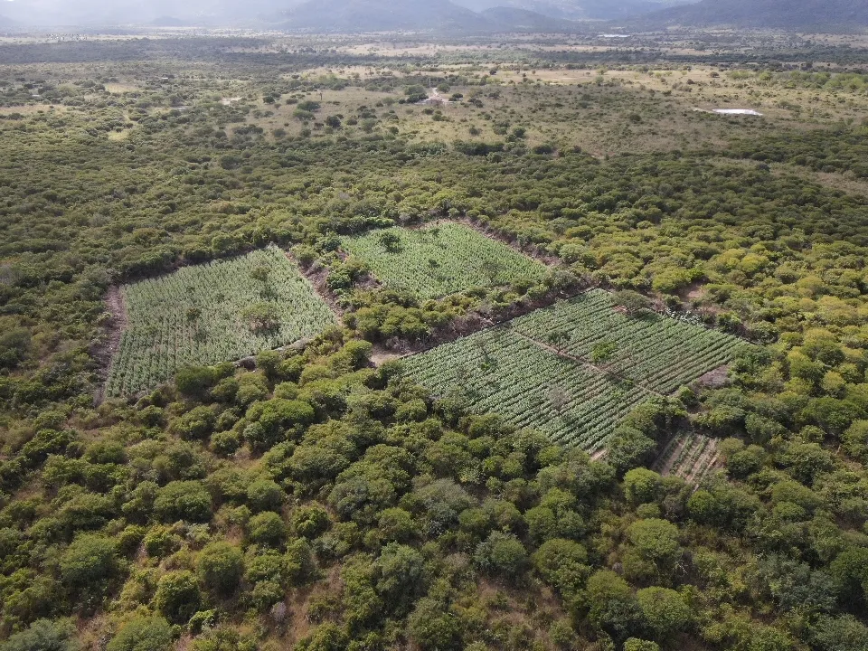 Os plantios foram localizados através de levantamentos realizados pela Polícia Federal e Polícia Militar da Bahia em uma área com cerca de 7.100m².