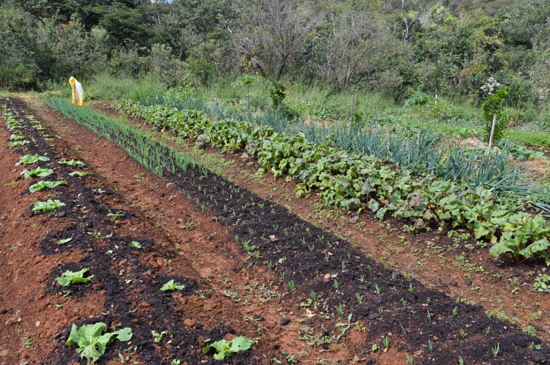 Imagem ilustrativa da imagem Políticas públicas para expansão da agrofloresta na Bahia geram debate