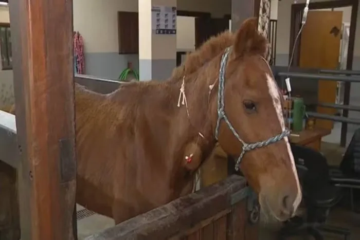 Animal está internado em hospital veterinário