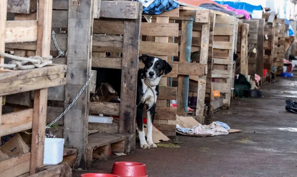 Ferramenta virtual reúne informações sobre a quantidade de animais abrigados