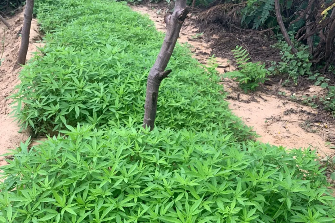 Imagem ilustrativa da imagem STF: Saiba a diferença entre as plantas macho e fêmea da maconha