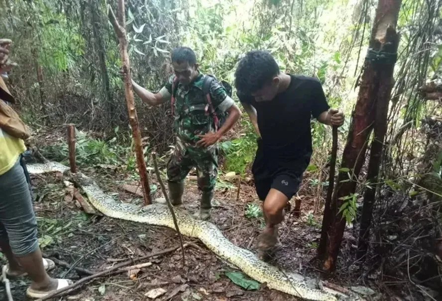 A serpente ainda estava viva quando ele a encontraram