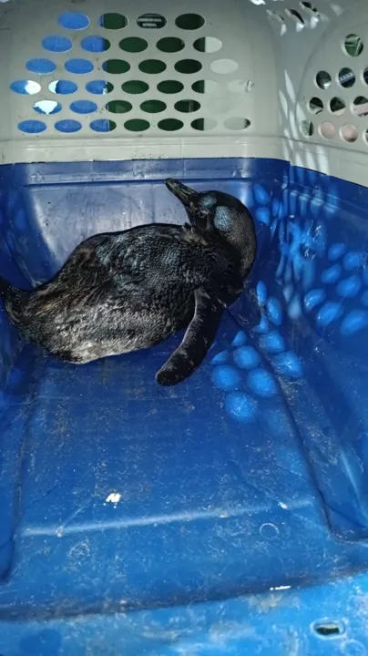 Imagem ilustrativa da imagem Vídeo: Pinguim é resgatado em praia de Itapuã