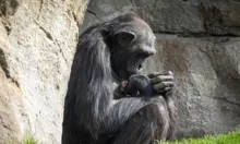 Imagem ilustrativa da imagem Chimpanzé se recusa a soltar corpo de filhote morto há três meses