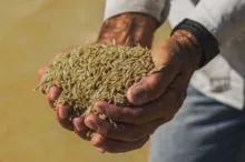 Imagem ilustrativa da imagem Governo define preço final do quilo de arroz para consumidor; confira