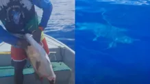 Imagem ilustrativa da imagem Tubarão “rouba” peixe de pescadores em Amaralina; assista