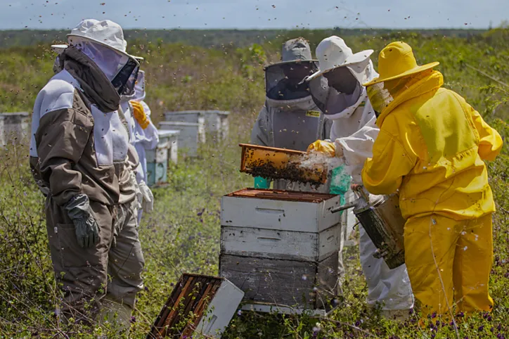 Imagem ilustrativa da imagem Bahia tem projeção internacional com pesquisa sobre abelhas sem ferrão