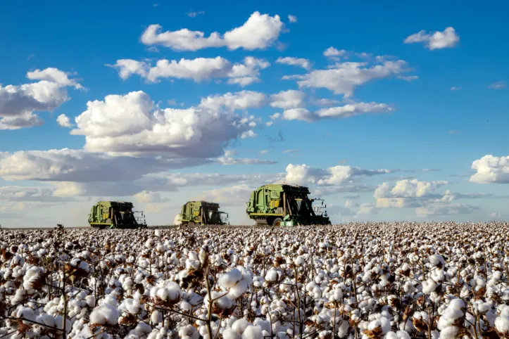 Bahia é um dos grandes produtores do país