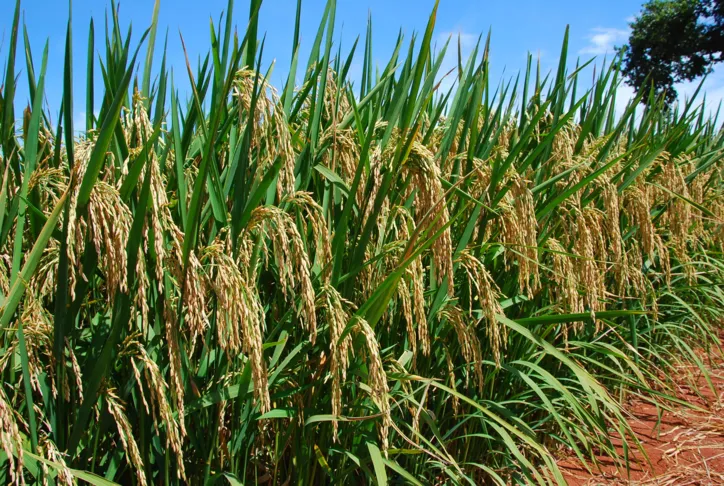 Imagem ilustrativa da imagem Embrapa Arroz e Feijão: Brasil no domínio da segurança genética