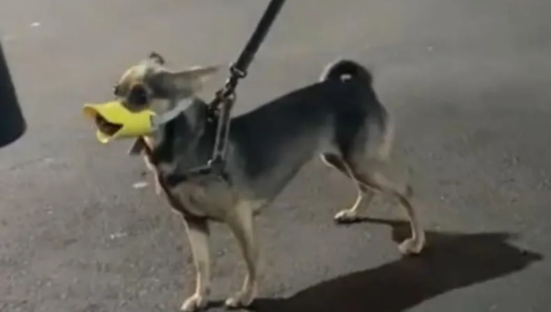 Vai encarar? Pinscher trabalhado no ódio é flagrado com focinheira