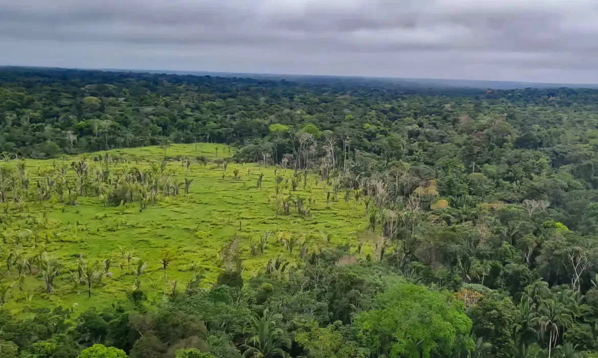 Imagem ilustrativa da imagem Alertas de desmatamento na Amazônia caem 10,6% em agosto