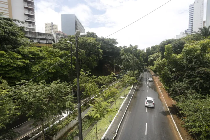 Imagem ilustrativa da imagem Árvore cai no Vale do Canela, em Salvador, e bloqueia trânsito