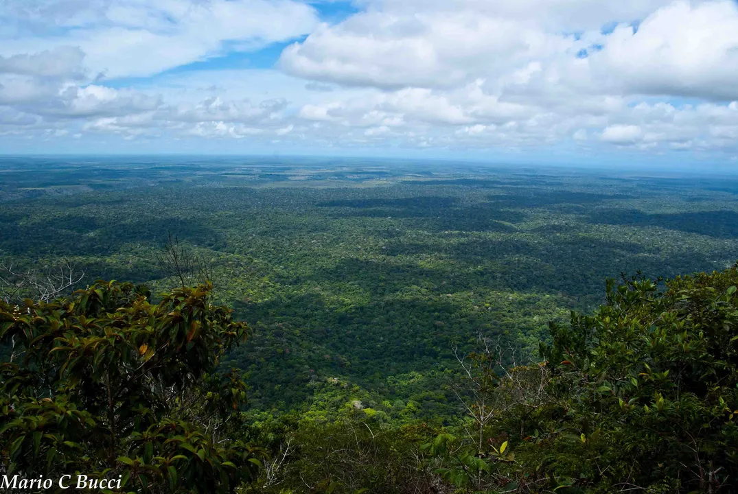 Área de Mata Atlântica de Porto Seguro é uma das mais impactados pelo desmatamento no estado da Bahia