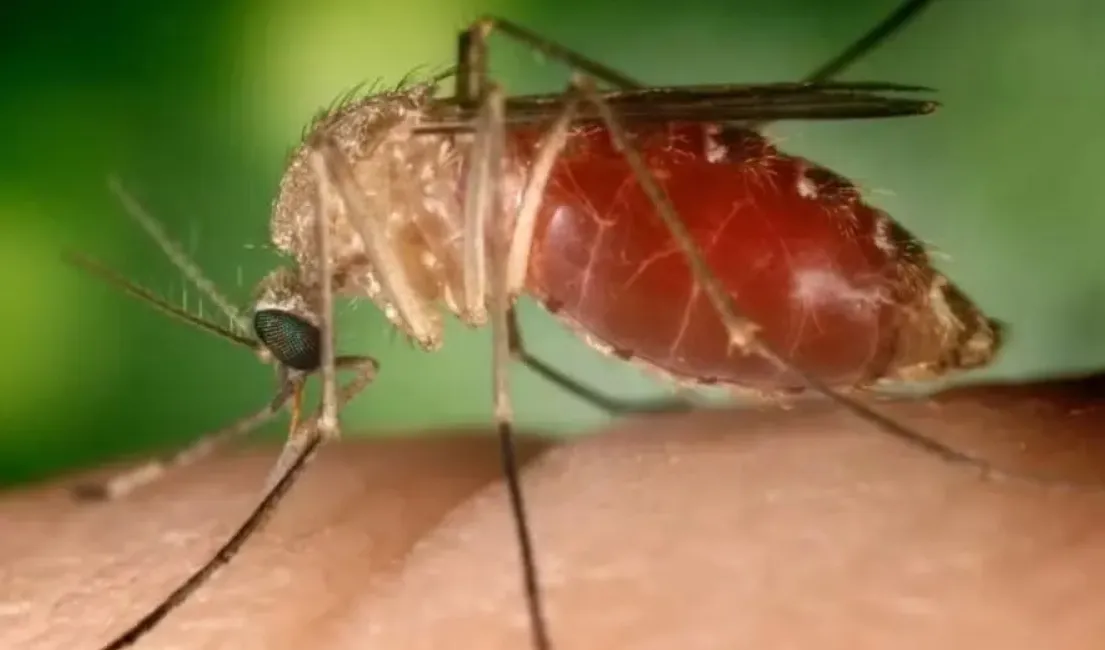 Febre do Oropouche é uma doença transmitida por mosquito