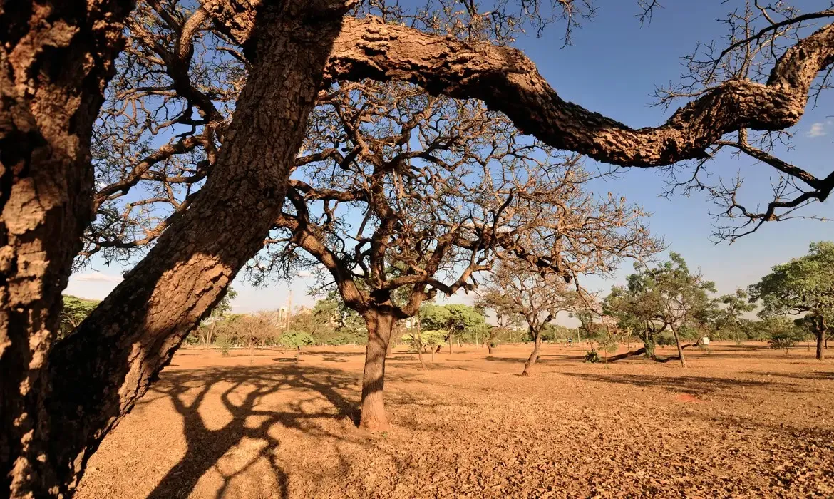 Imagem ilustrativa da imagem Baixa umidade e riscos à saúde: Bahia têm alerta laranja de seca