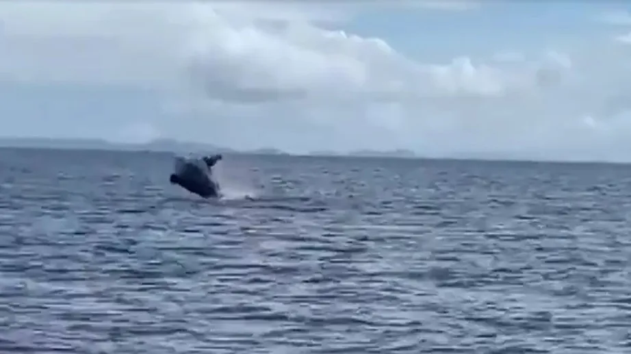 Animal foi visto na manhã desta quarta-feira