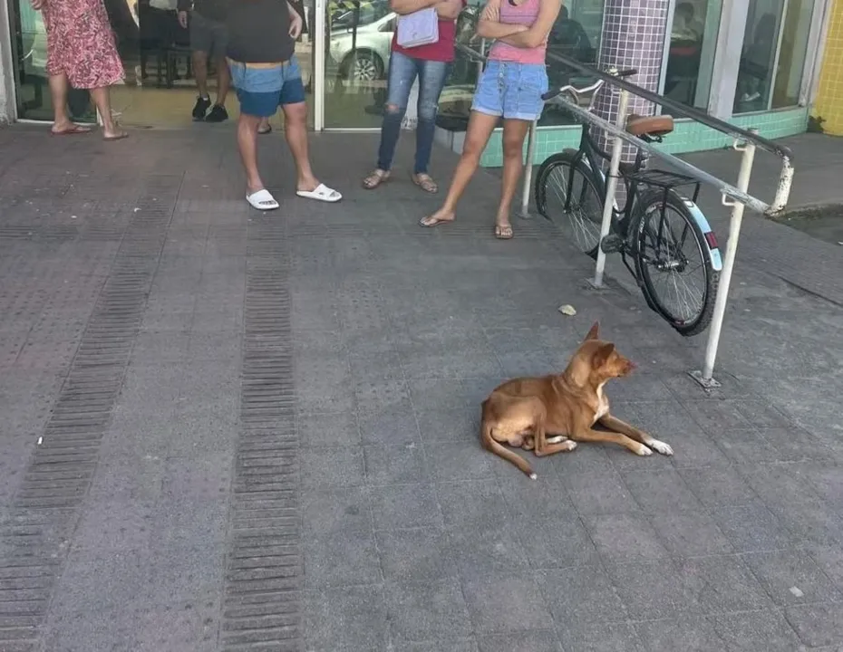 O cachorro esperava pelo dono desde o dia 1° de agosto, quando o homem deu entrada na emergência na unidade