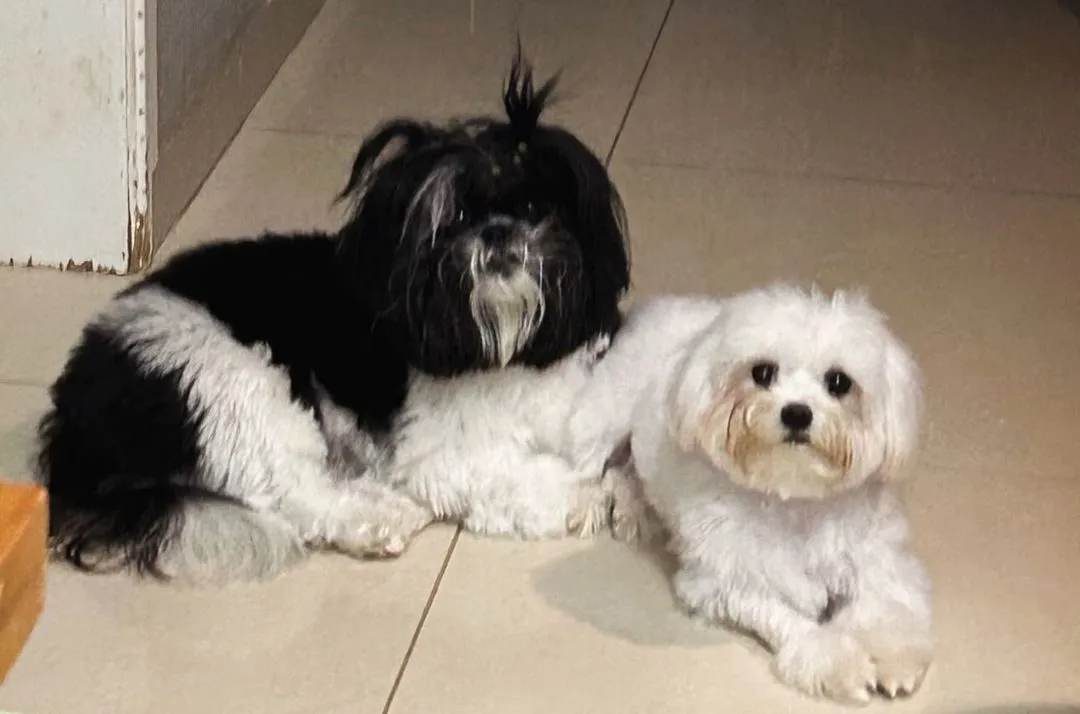 A maltês Prada, de 1 ano, e a shih-tzu Liz, de oito meses morreram no dia 24 de julho