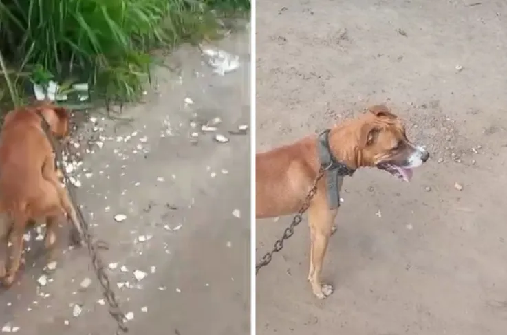 Imagem ilustrativa da imagem Crueldade: cachorro é morto com golpes de enxada na Bahia