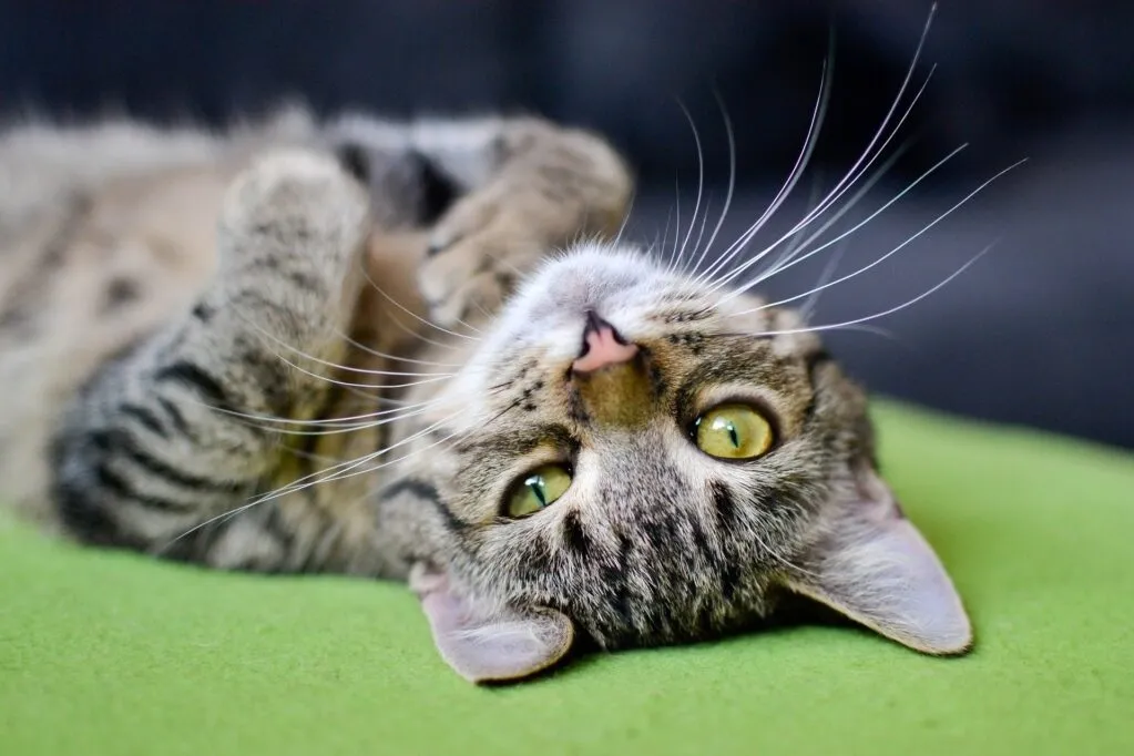 Dia Internacional do Gato dicas para cuidar da saúde do seu felino