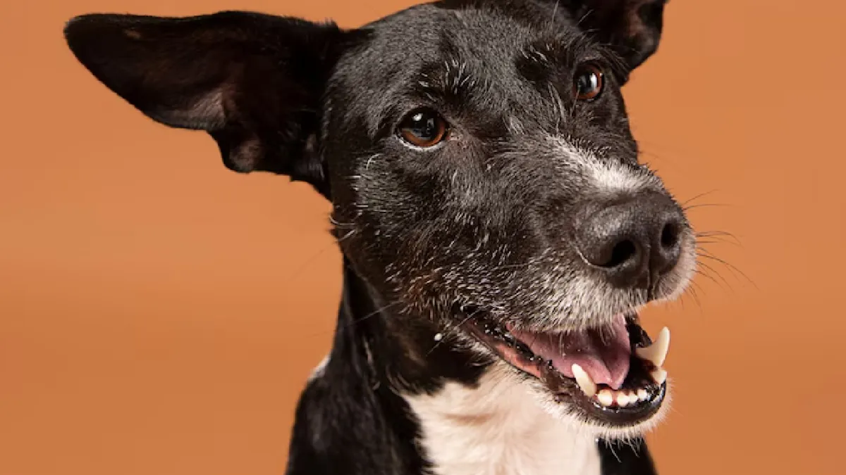 Dia Mundial do Cachorro é celebrado nesta segunda-feira